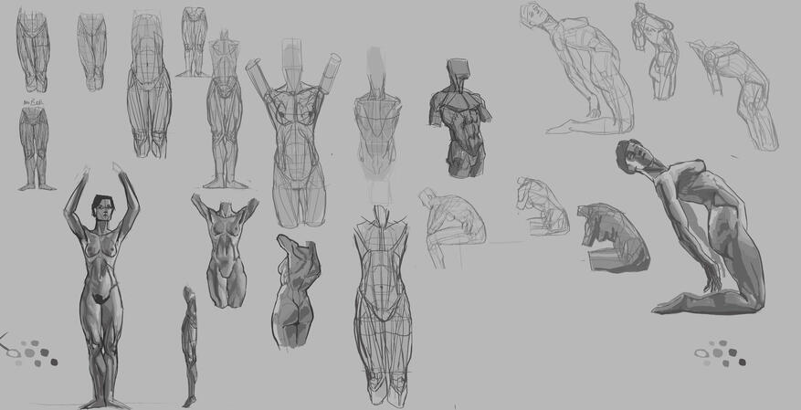 anatomy studies/ practice
